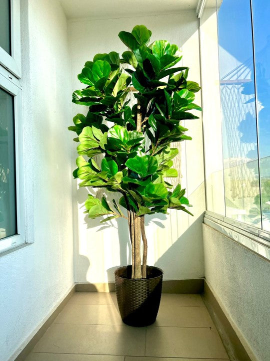 Planta Artificial Sky™ Ficus Lyrata 180 cm